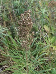 Artemisia selengensis