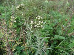 Achillea ptarmicoides