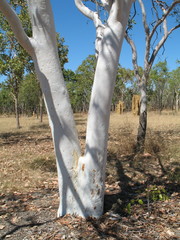 Eucalyptus bigalerita