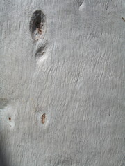 Eucalyptus bigalerita