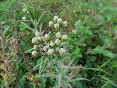 Achillea ptarmicoides