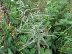 Achillea ptarmicoides