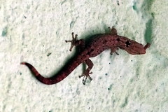 Sphaerodactylus lineolatus