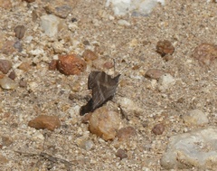 Libythea laius