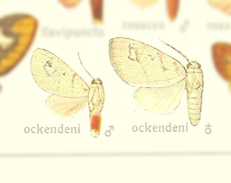 Zatrephes ockendeni