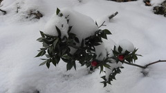 Ruscus aculeatus