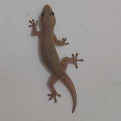 Hemidactylus frenatus