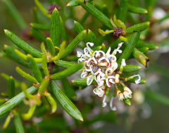 Grevillea australis