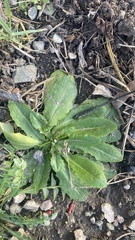 Thlaspi arvense
