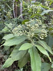 Pluchea carolinensis