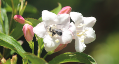 Alloscirtetica