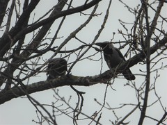 Corvus cornix