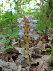 Phelipanche nana