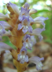 Phelipanche nana