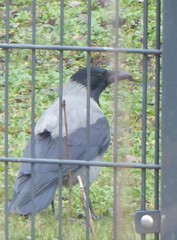 Corvus cornix