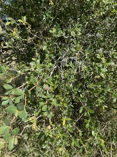 Berberis laurina, photograph 4