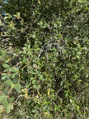 Berberis laurina