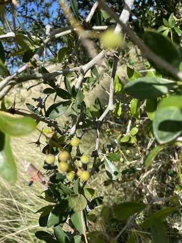 Berberis laurina, photograph 5