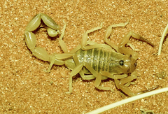 Parabuthus kalaharicus