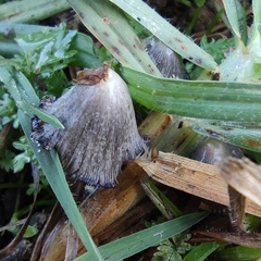 Coprinopsis macrocephala