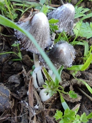 Coprinopsis macrocephala