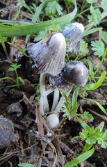 Coprinopsis macrocephala