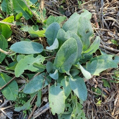 Stachys viticina