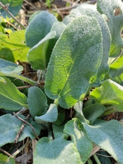 Stachys viticina