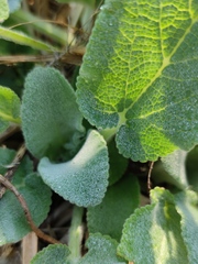 Stachys viticina