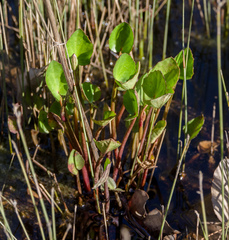 Ornduffia parnassifolia
