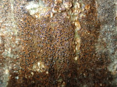 Pseudoschismatomma rufescens