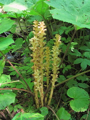 Orobanche flava