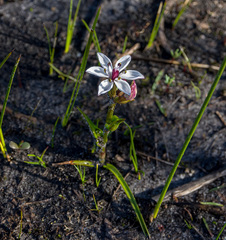 Burchardia multiflora