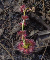 Drosera platypoda