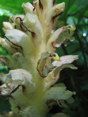 Orobanche flava