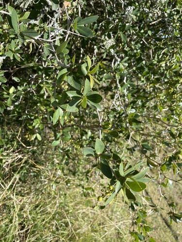 Berberis laurina, photograph 6