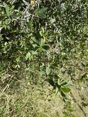 Berberis laurina