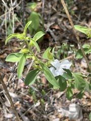 Barleria quadriloba
