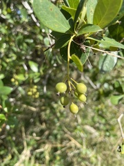 Berberis laurina
