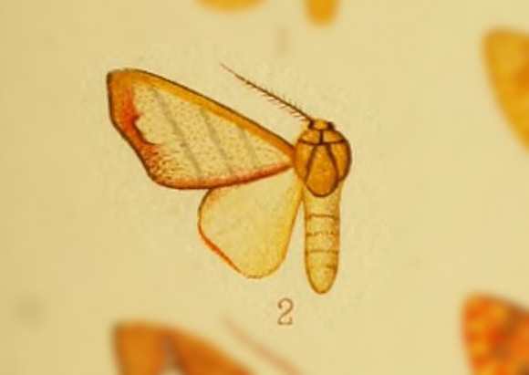 Zatrephes modesta