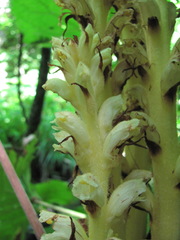 Orobanche flava