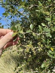 Berberis laurina