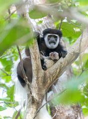 Colobus caudatus