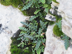 Asplenium ceterach image