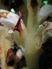 Orobanche flava
