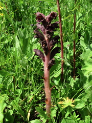 Orobanche gamosepala