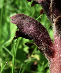 Orobanche gamosepala