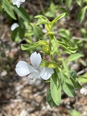 Barleria quadriloba