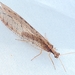 Stream Lacewings - Photo (c) Brett Kelly, some rights reserved (CC BY-NC), uploaded by Brett Kelly