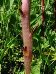 Orobanche gamosepala